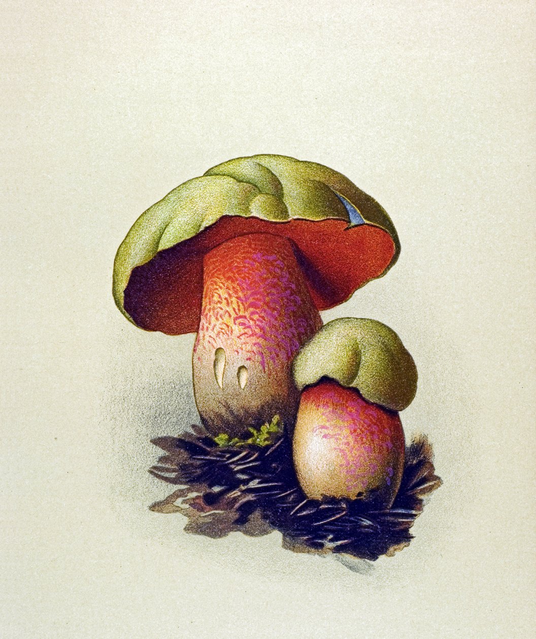 含有有毒真菌（静脉）的植物板：狼牛肝菌（Boletus lupinus） 作者 未知艺术家