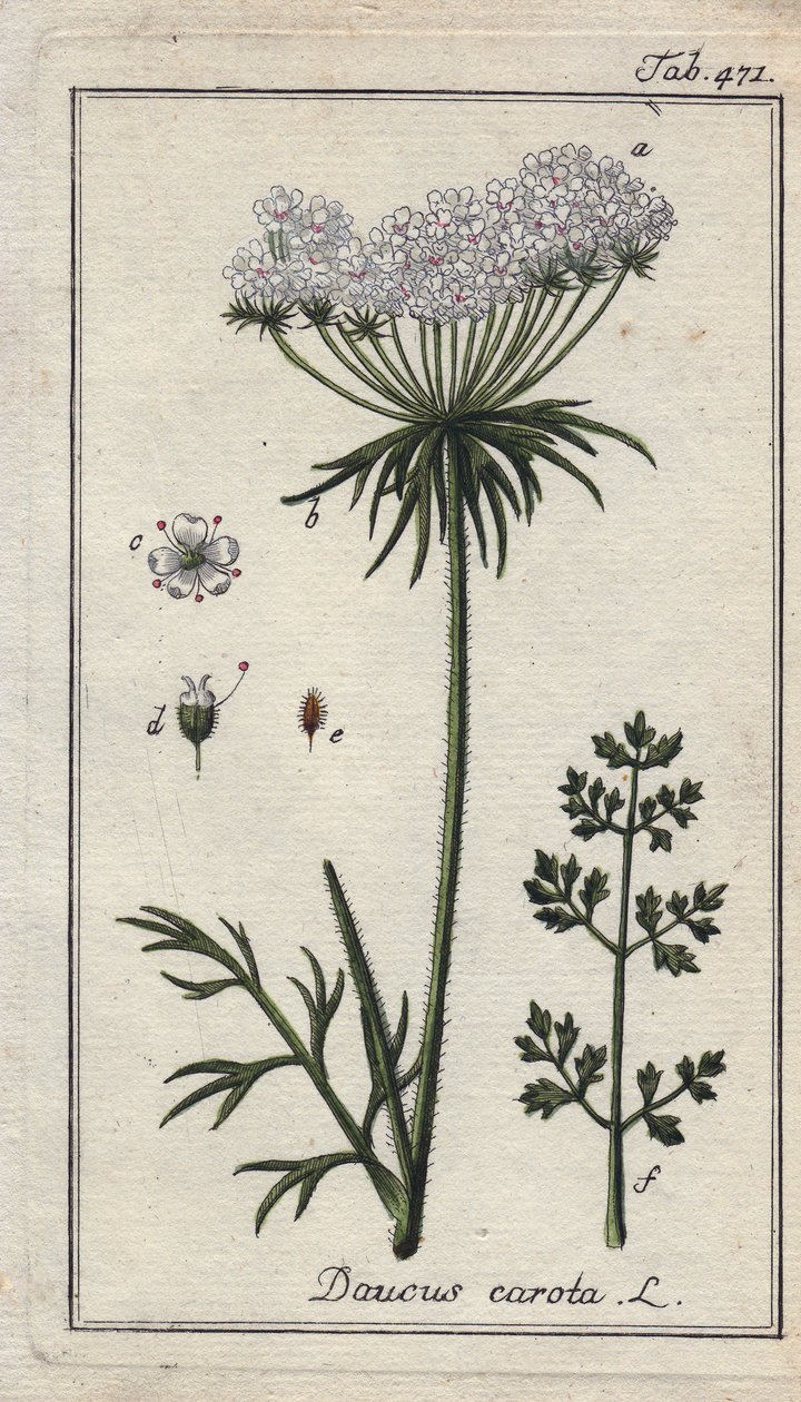 植物学：胡萝卜花 - 胡萝卜的花和叶，Daucus carota。B. Thanner 根据 Johannes Zorn 的 "Icons plantarum medicinalium "绘制的手工彩色铜版画，德国 作者 未知艺术家