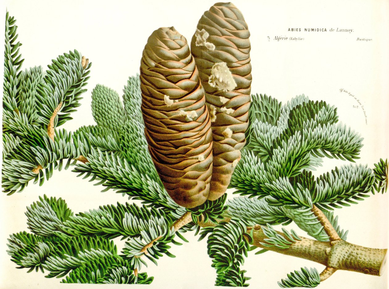 植物插图 / Abies numidica / 阿尔及利亚冷杉 / Numidie fir 作者 不明
