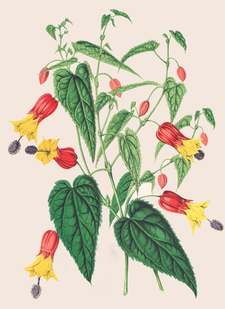 植物学插图/Abutilon megapotamicum/苘麻 作者 未知艺术家