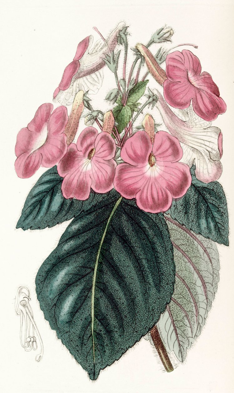 植物学插图/大花蕙兰/大花蕙兰的花朵很大 作者 不明