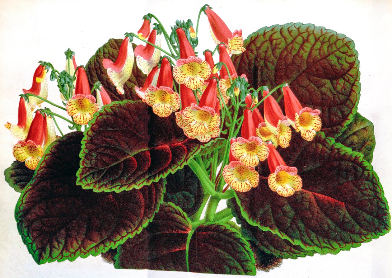 植物插图/Achimenes naegelioides/Achimene 作者 不明