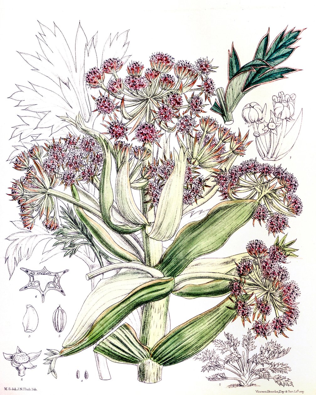 植物学插图/Aciphylla latifolia/Anisotome latifolia/Broad Aciphyll 作者 不明