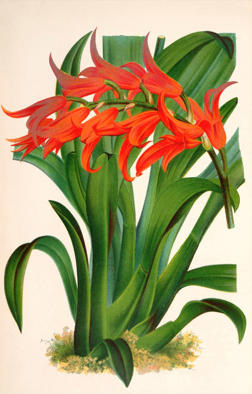 植物插图/Ada aurantiaca 作者 不明