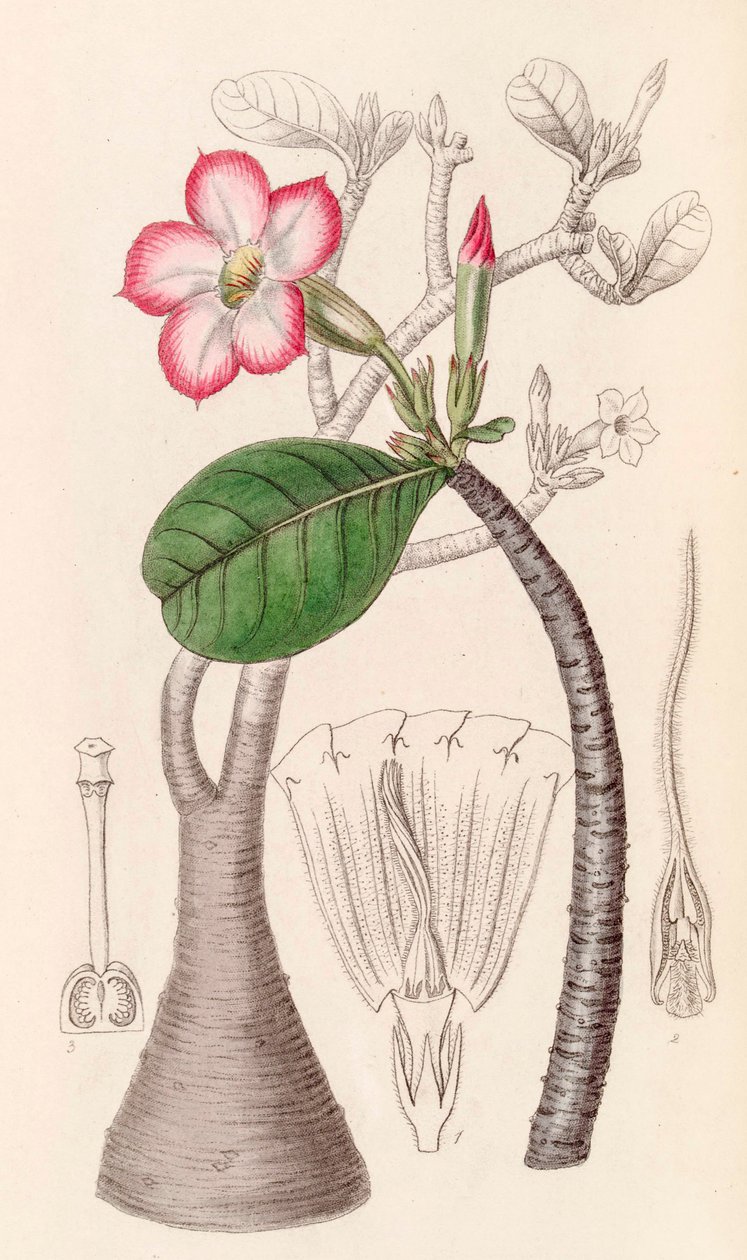 植物插图/Adenium obesum/沙漠玫瑰/沙漠玫瑰 作者 未知艺术家
