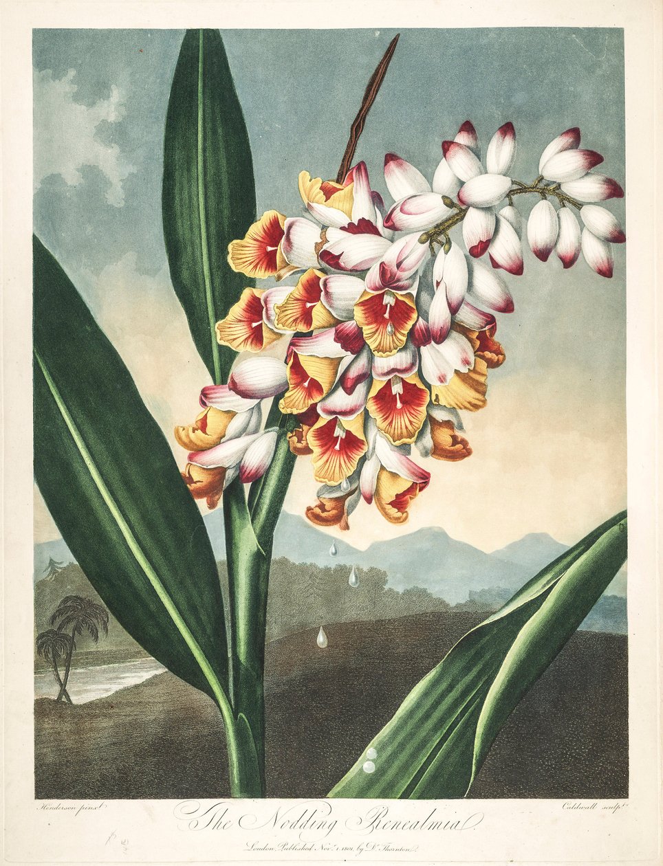 植物插图/Alpinia zerumbet，或我灵魂之花，处女之泪，姜壳，甚至天堂之花 作者 未知艺术家