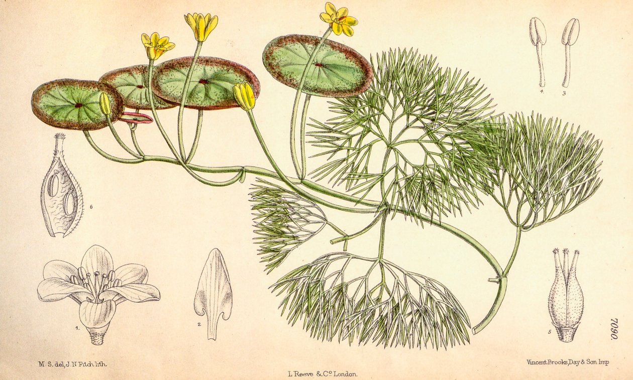 植物学插图/Cabomba aquatica 作者 不明