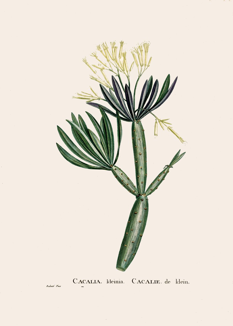 植物学插图/Redoubt/Senecio kleinia/Senecon 作者 未知艺术家