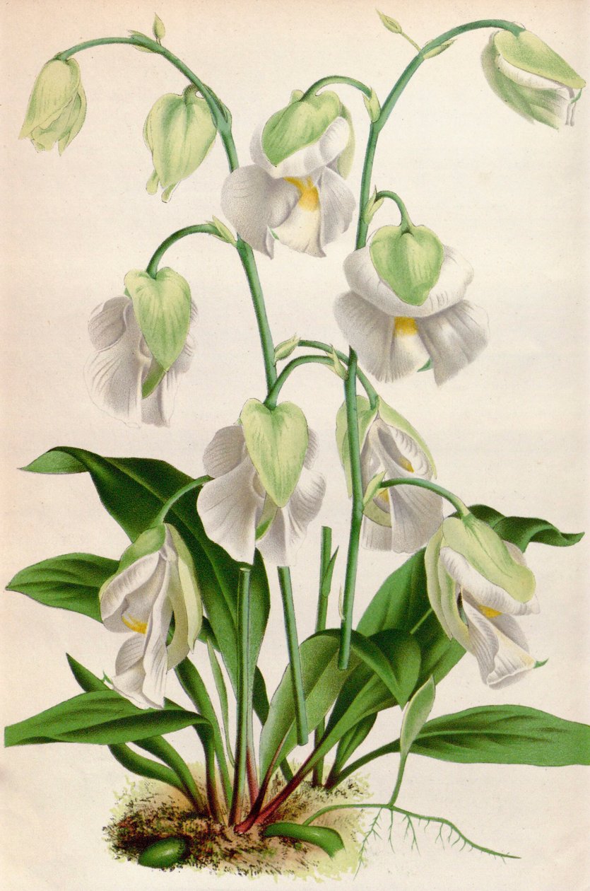 植物学插图/Utricularia alpina/Utricular alpine 作者 不明
