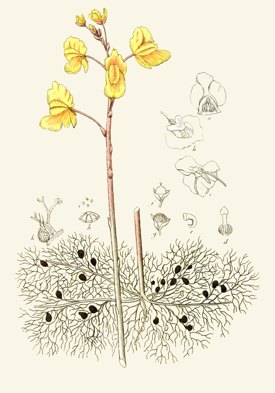 植物学插图/普通椭圆囊菌/普通椭圆囊菌 作者 不明