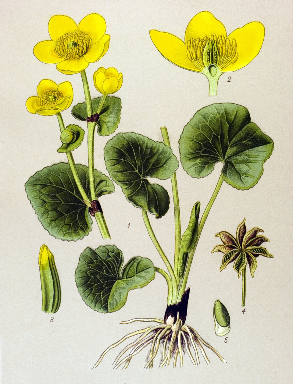 植物板。 有毒植物（有毒）：沼泽种群（Caltha palustris） 作者 未知艺术家