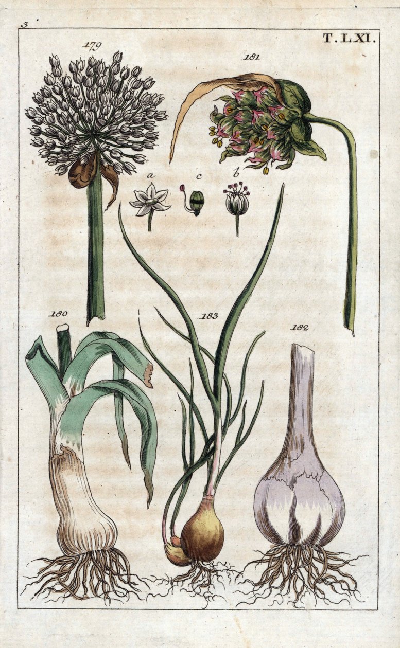 植物学：韭菜、大蒜、葱 - 韭菜（Allium pollum 179）、大蒜花（Allium sativum 181）、大蒜球茎（Allium bulb 182）和葱（Allium cepa var. aggregatum, ascalonicum 作者 未知艺术家