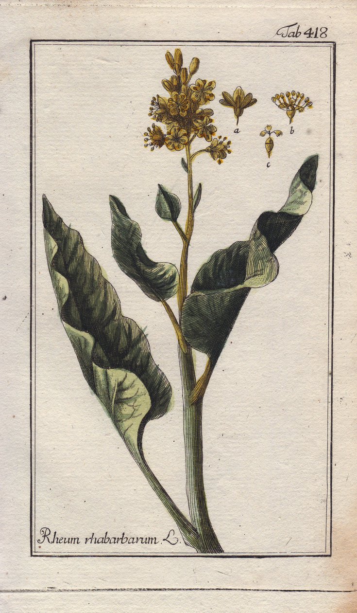 植物学：大黄叶 - 大黄叶，Rheum rhabarbarum。B. Thanner 根据 Johannes Zorn 的 "Icons plantarum medicinalium "绘制的手工彩色铜版画，德国 作者 未知艺术家
