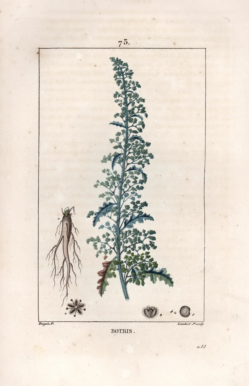 Botris (Chenopodium botrys) - 由 Lambert fils 根据 Pierre Jean Francois Turpin（1775-1840 年）的画作雕刻而成，选自 La flore medicale，作者 Chaumeton、Poiret et Chamberet，巴黎，1830 年 - Jerusalem oak goosefoot, Dysphania botrys - 由 Lambert Ju 雕刻而成。 作者 未知艺术家