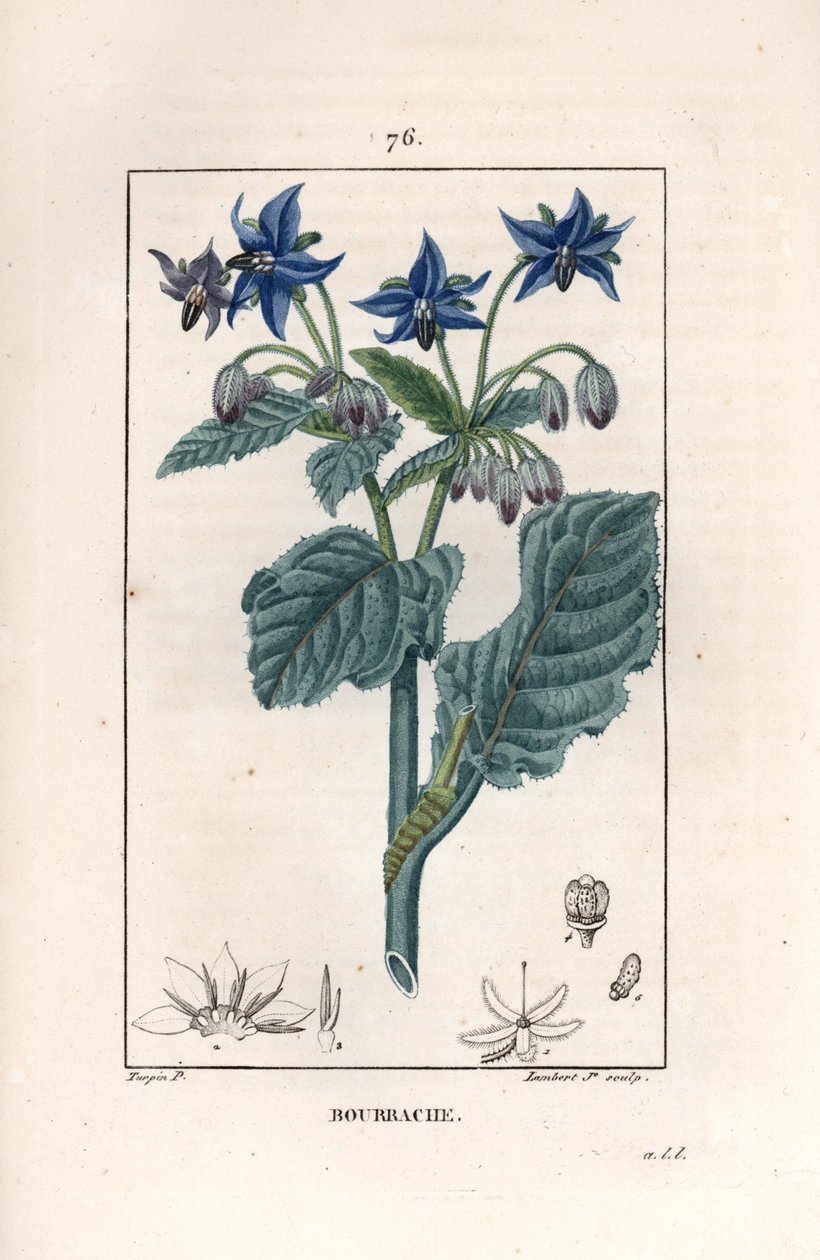 Bourrache officinale - 由 Lambert fils 根据 Pierre Jean Francois Turpin（1775-1840 年）的画作雕刻，选自 La flore medicale，de Chaumeton，Poiret et Chamberet，巴黎，1830 年 - Borage or starflower，Borago officinalis - 由 Lambert Junior 根据 Pierre Jean Francois Turpin（1775-1840 年）的 作者 未知艺术家