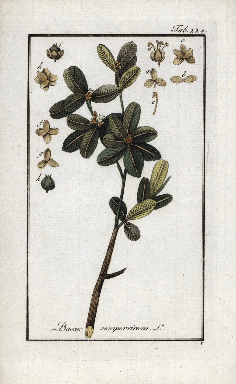 黄杨或绿黄杨（Buxus sempervirens）。石版画，选自约翰内斯-佐恩（1739-1799 年）的 "Afbeelding der Artseny-Gewassen"，荷兰 作者 未知艺术家