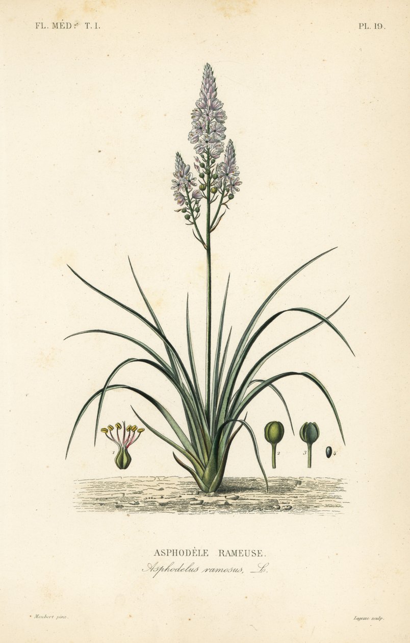 枝状天麻，Asphodelus ramosus, Asphodele rameuse 作者 不明