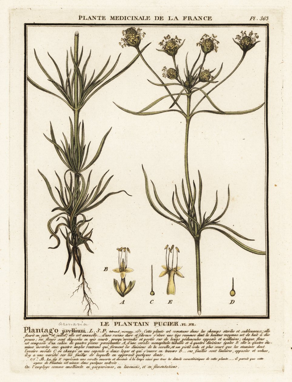 分枝车前草，Plantago indica。 作者 未知艺术家
