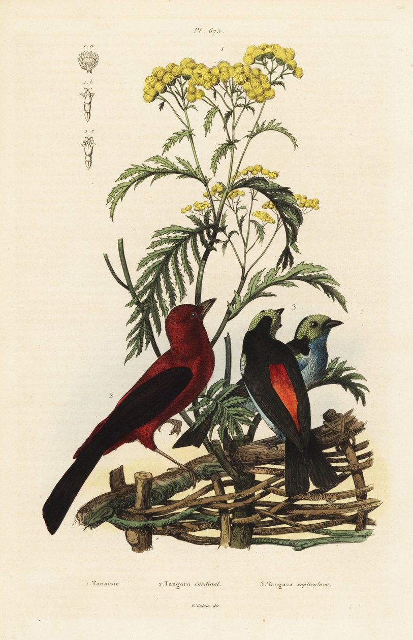巴西唐雀、Ramphocelus bresilius 和天堂唐雀、Tangara chilensis 作者 不明