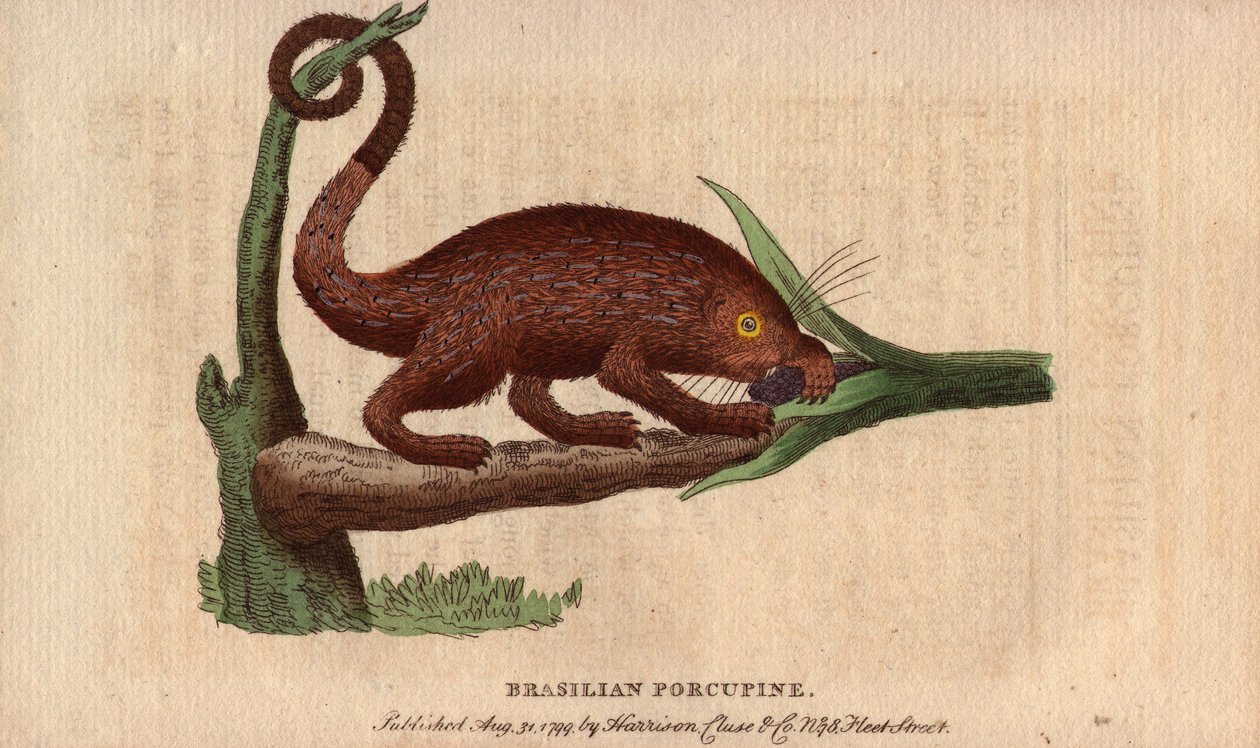 布列斯特史诗猪（Coendou prehensilis），热带品系的半野生美洲史诗猪，其尾巴可伸缩，能爬树。托马斯-彭南特（1726-1798 年）绘制。自然学家袖珍杂志》或《自然学家全集》中的石版画。 作者 未知艺术家