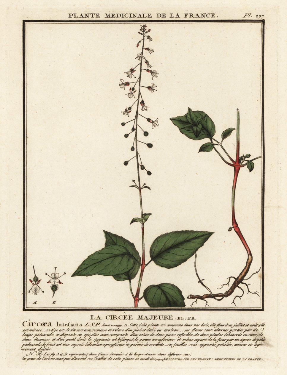 阔叶仙人掌，Circaea lutetiana。 作者 未知艺术家