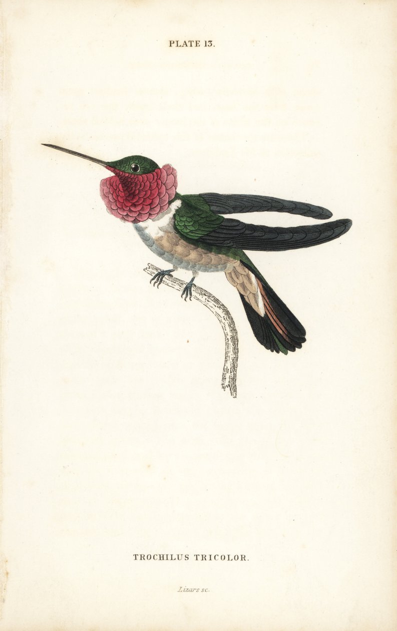 宽尾蜂鸟 Selasphorus platycercus（三色蜂鸟 Trochilus tricolor）。William Lizars 手工绘制的彩色钢板雕刻，选自 William Jardine 爵士的《博物学家图书馆》：鸟类学：蜂鸟》第 2 卷，爱丁堡，W.H. Lizars 著。 作者 未知艺术家