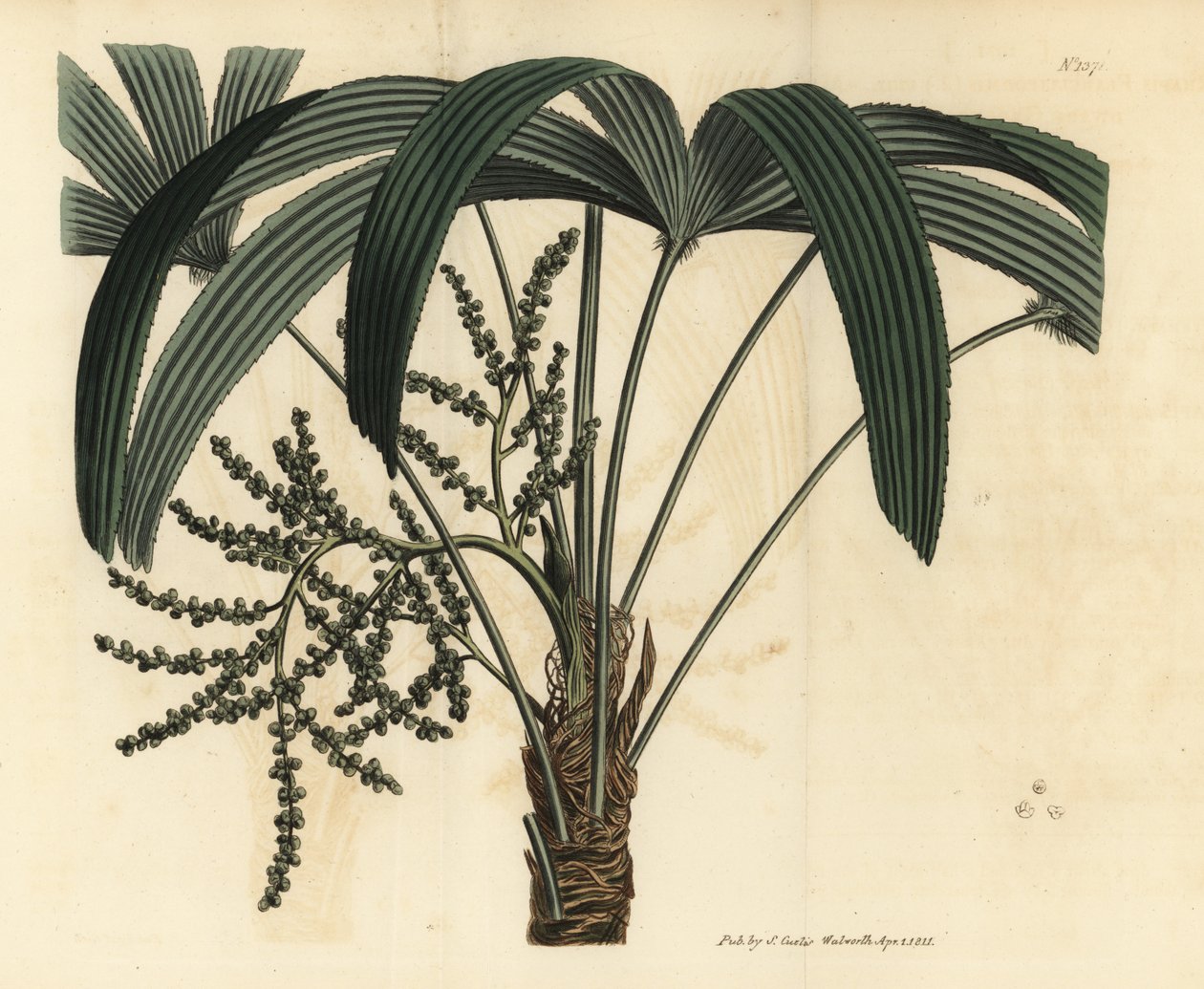 阔叶女贞，Rhapis excelsa（雄性矮地鼠，Rhapis flabelliformis mas 作者 不明