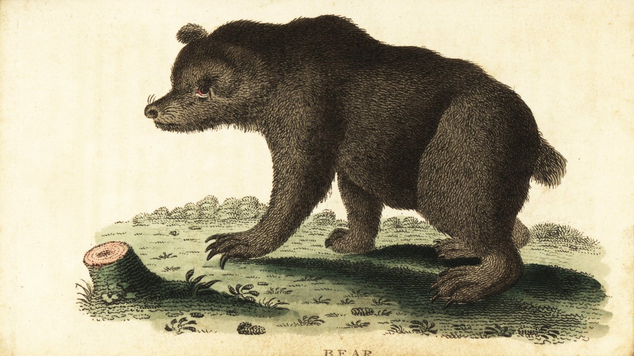 棕熊，Ursus arctos.，1800 年（雕刻） 作者 未知艺术家
