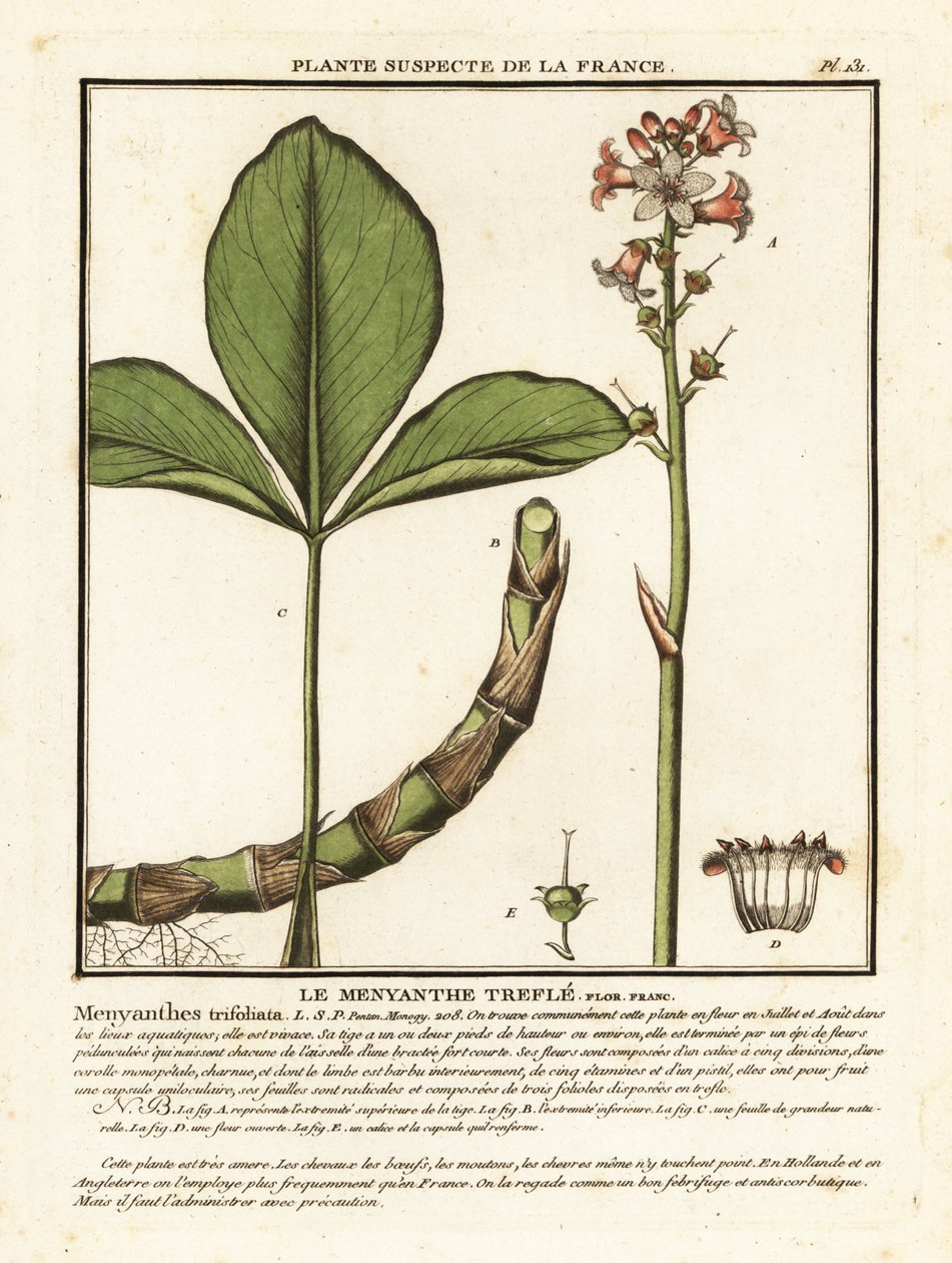 巴克豆， Menyanthes trifoliata。 作者 未知艺术家