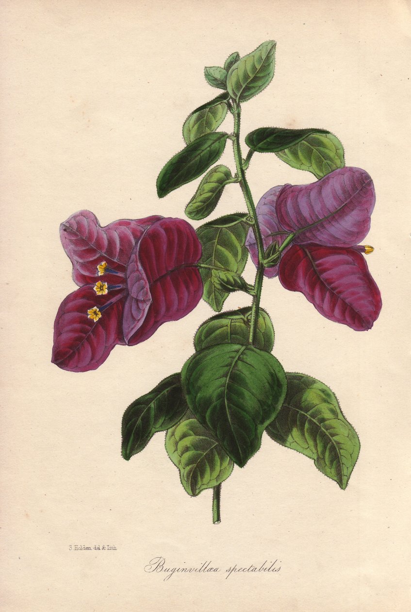 Buginvillaea spectabilis（La bougainvillee 或 bougainvillee）。塞缪尔-霍尔登为约瑟夫-帕克斯顿爵士绘制的手绘彩色石版画，刊登在伦敦 W.S. Orr 出版的《植物学杂志》上。 作者 未知艺术家