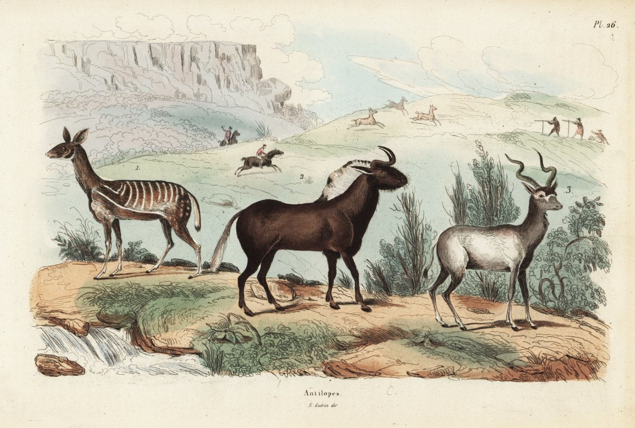 Bushbuck, Tragelaphus scriptus 1, black wildebeest or white-tailed gnu, Connochaetes gnou 2, greater kudu, Tragelaphus strepsiceros 3 作者 不明
