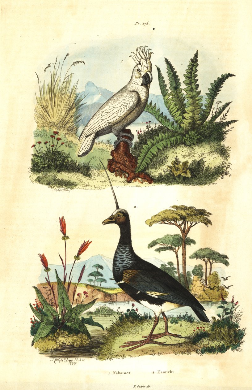 Cacatua galerita、Sulphur-creded Cockatoo 和有角的尖叫鸟 Anhima cornuta Kakatoes et kamichi 作者 不明