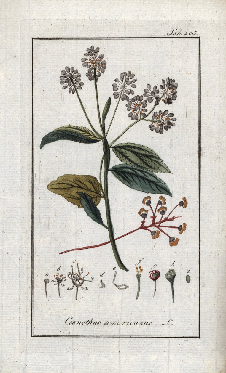 加州丁香（Ceanothus americanus）。石版画，选自约翰内斯-佐恩（1739-1799 年）的 "Afbeelding der Artseny-Gewassen"，荷兰 作者 未知艺术家