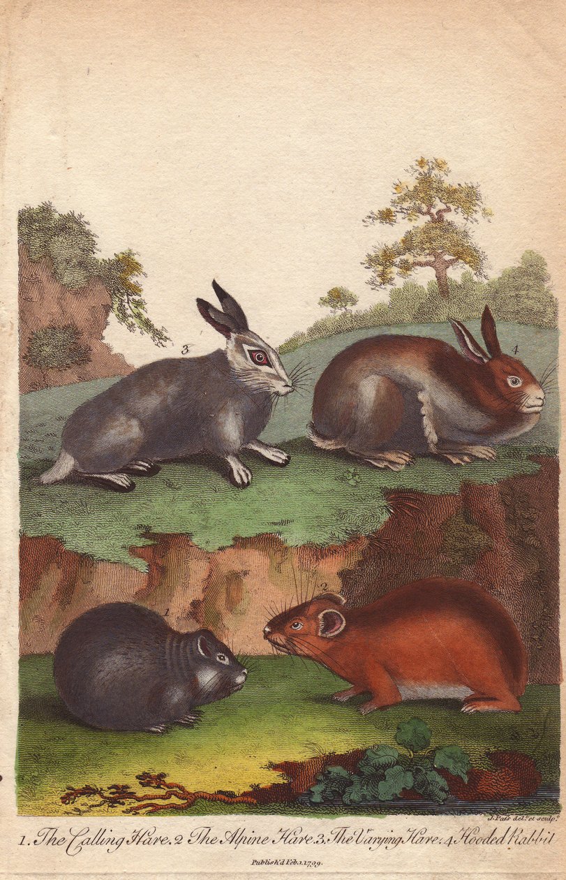 野兔、高山兔、不同的野兔和帽兔 Oryctolagus cuniculus, Lepus capensis, Lepus timidus 作者 未知艺术家