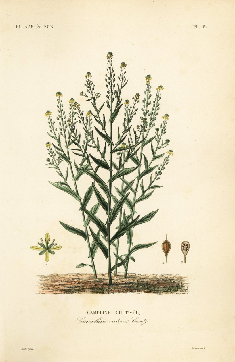 Camelina 或假亚麻，Camelina sativa，Cameline cultivee 作者 不明