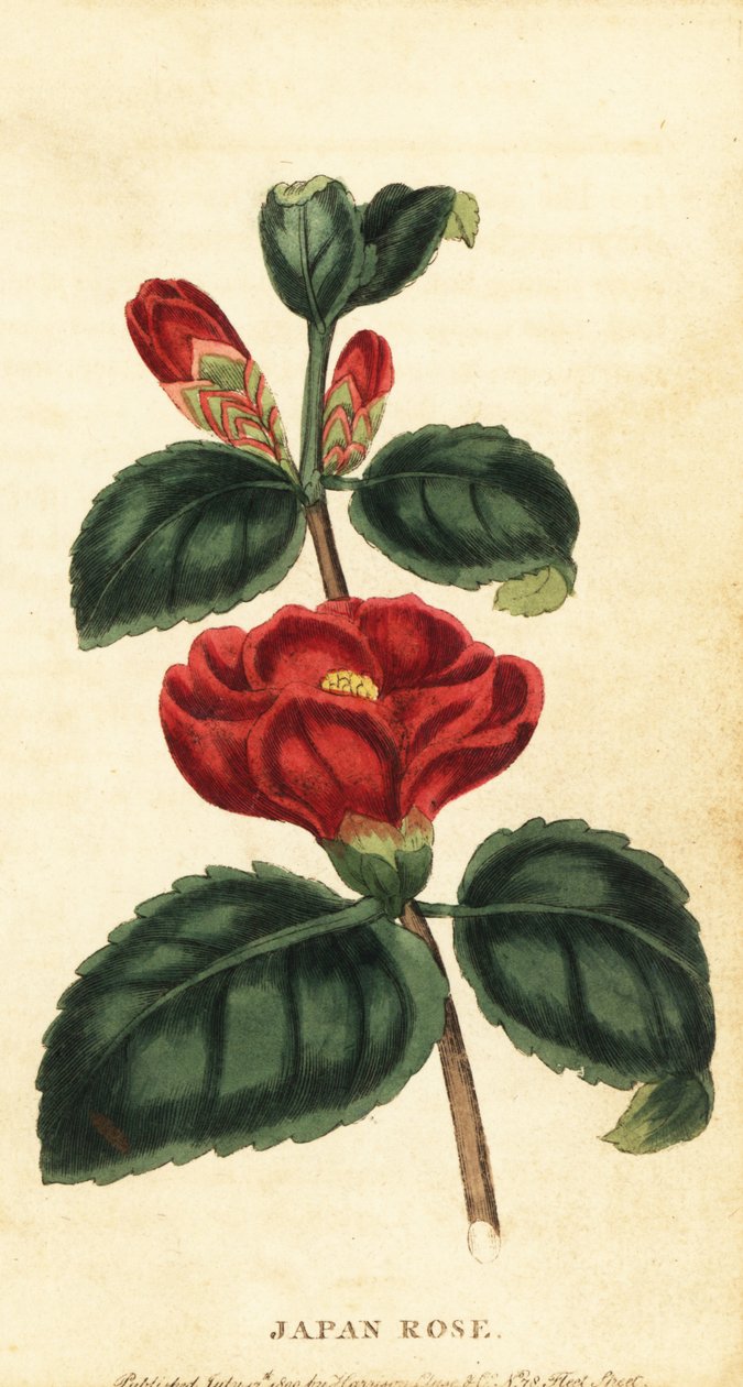 山茶花或日本玫瑰、山茶花。 ,1800（雕刻） 作者 未知艺术家