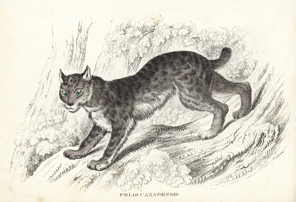 加拿大猞猁（Felis canadensis）。Georg Friedrich Treitschke 的自然历史画廊，Naturhistorischer Bildersaal des Thierreiches，Liepzig-1842 手工彩色石版画。 作者 未知艺术家