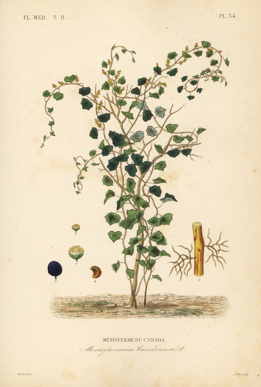 加拿大月季或黄花楹，Menispermum canadense，Menisperme du Canada 作者 不明