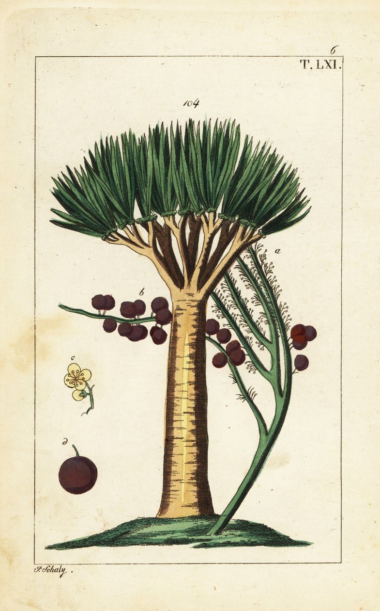 加那利群岛龙树，Dracaena draco。易危。 作者 未知艺术家