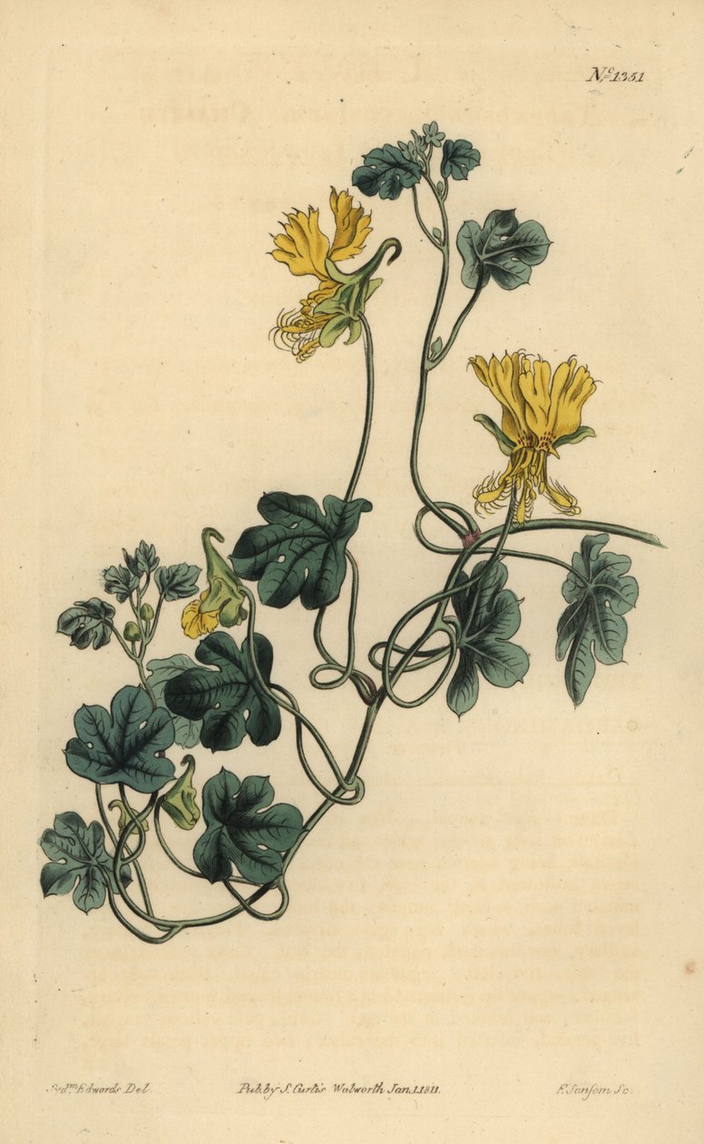 Canary creeper, Indian cress or ciliated tropaeolum, Tropaeolum peregrinum 作者 不明