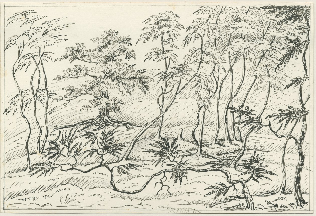 Cannock Chase：钢笔和铅笔素描，nd [？19th cent] 作者 不明