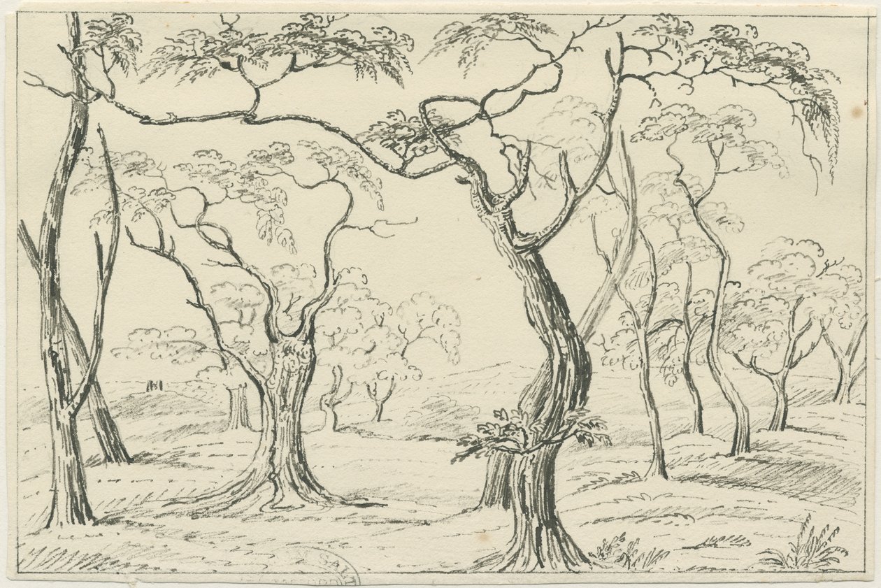 Cannock Chase：钢笔和铅笔素描，nd [？19th cent] 作者 不明