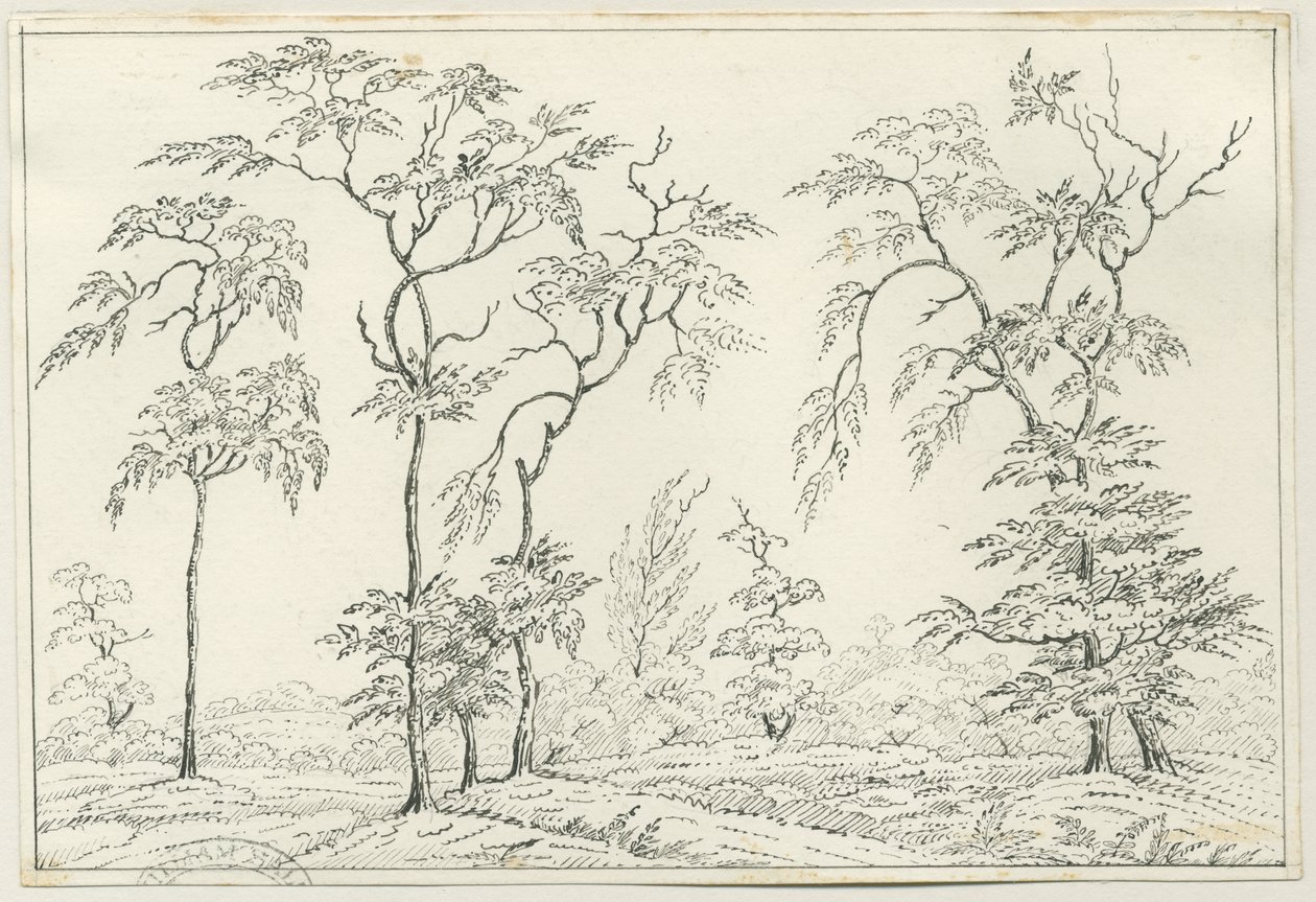 Cannock Chase：钢笔和铅笔素描，nd [？19th cent] 作者 不明