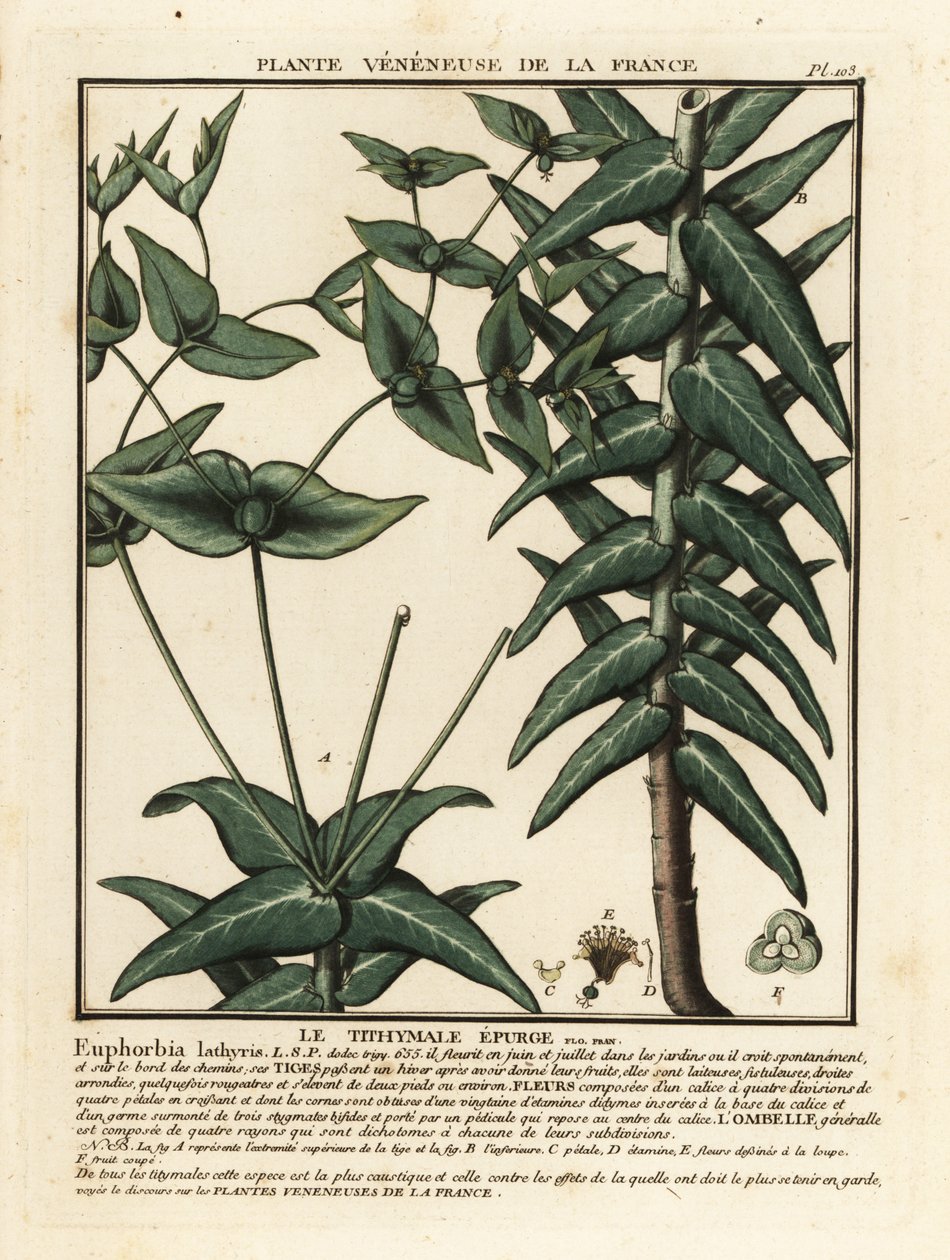 锥刺，Euphorbia lathyris。 作者 未知艺术家