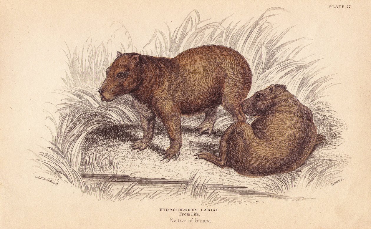 水豚（Hydrochoerus hydrochaeris (Hydrochaerus cabiai)）。利扎斯根据查尔斯-汉密尔顿-史密斯（Charles Hamilton Smith）的插图绘制的手绘钢版画，出自爱丁堡威廉-怡和的《博物学家图书馆》。 作者 未知艺术家