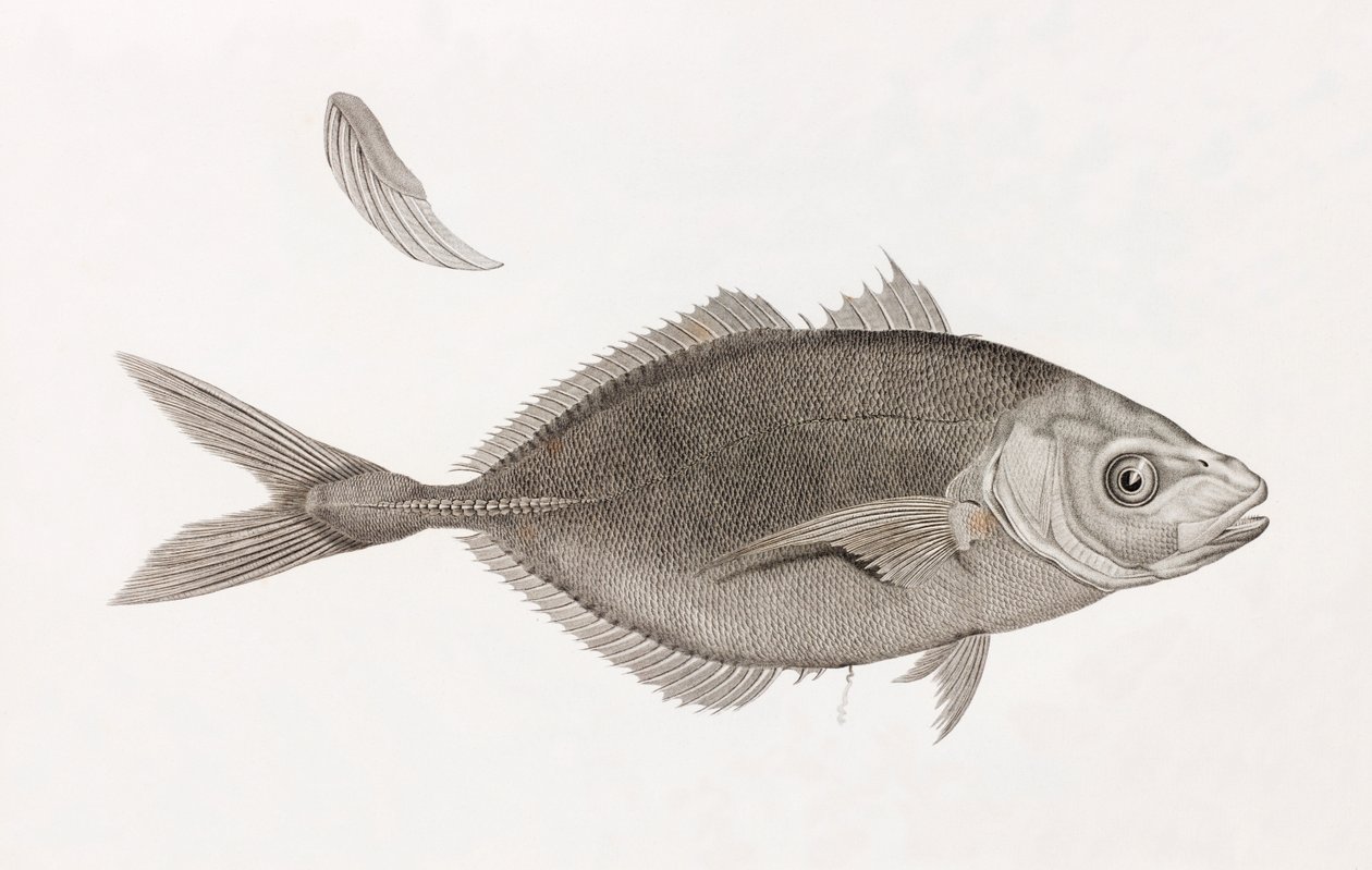 Caranx Lune，特写 作者 不明