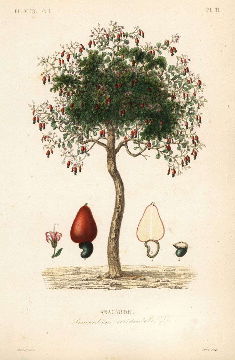 腰果树或腰果树，Anacardium occidentale，Anacarde 作者 不明
