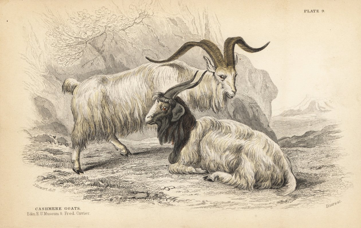开士米山羊（Capra hircus lanigera）。爱丁堡皇家大学博物馆和弗雷德里克-库维尔。Lizars 根据 William Jardine 的《博物学家图书馆》中 James Stewart 的插图绘制的手工彩色钢板雕刻，爱丁堡 作者 未知艺术家