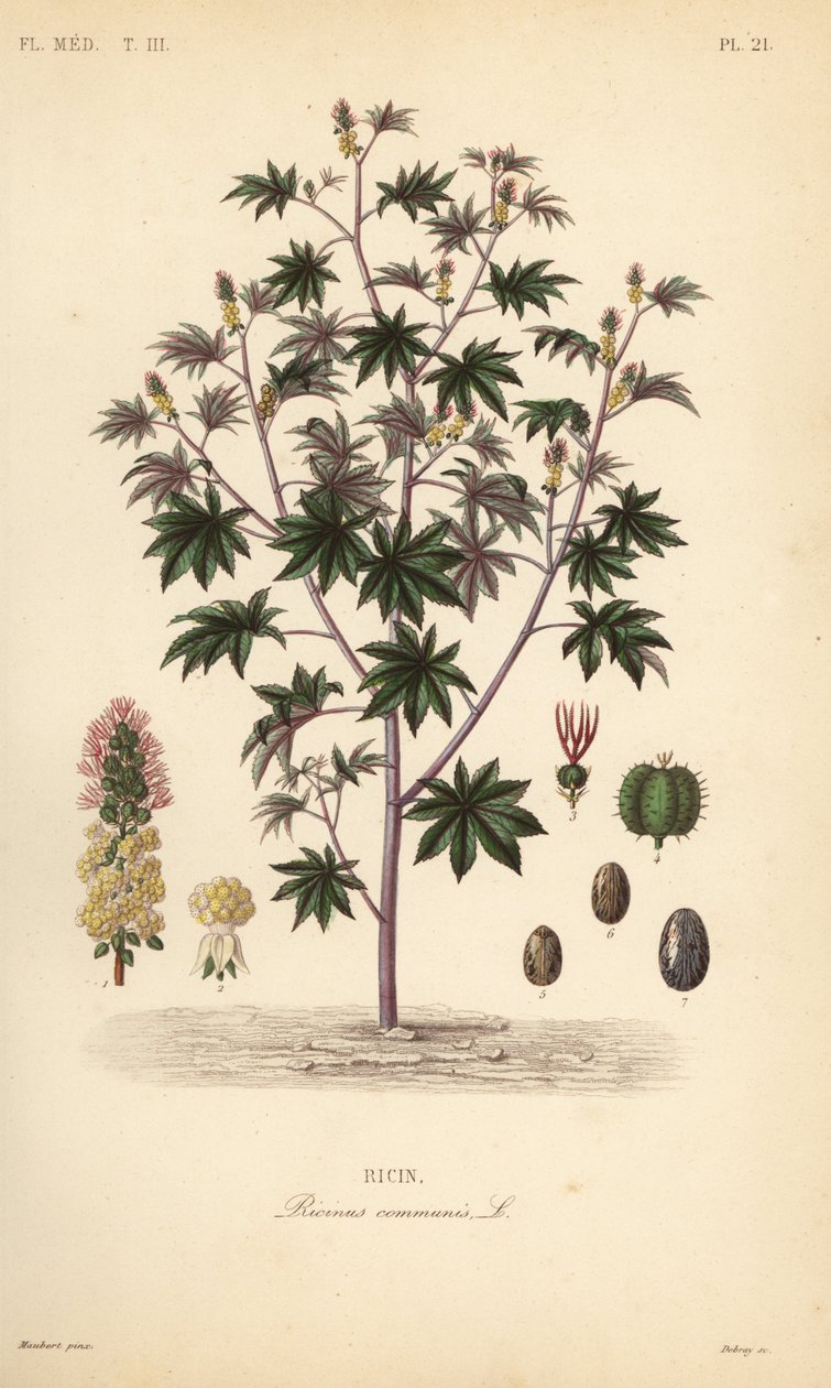 蓖麻或蓖麻油植物, Ricinus communis, 蓖麻毒素 作者 不明