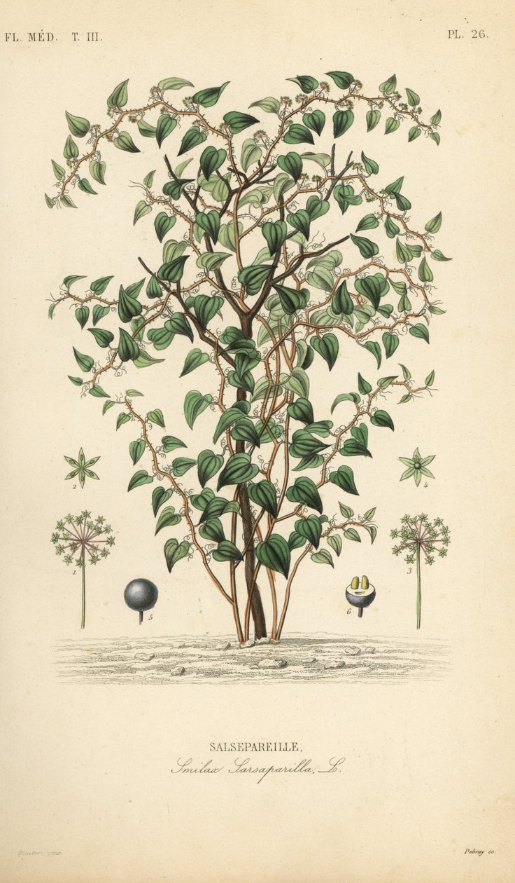 Cat greenbriar or catbriar, Smilax glauca, Smilax sarsaparilla, Salsepareille, Debray根据Edouard Maubert的植物学插图进行的手绘钢版画，来自Pierre Oscar Reveil, A 作者 不明
